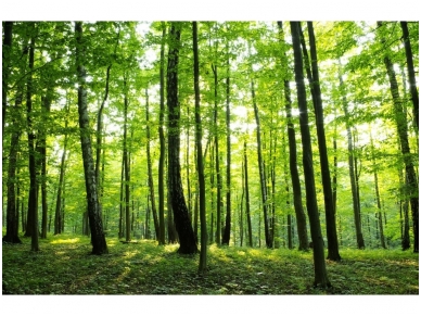 FOR WALL fototapetai 0186VE XXL