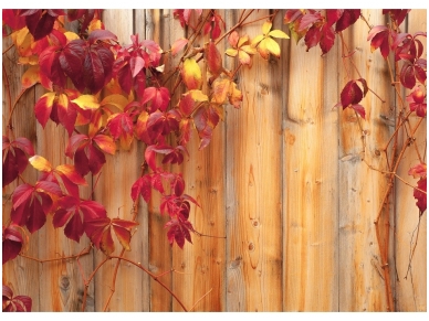 FOR WALL fototapetai 0189VE XXL FOR WALL fototapetai 0189VE XXL