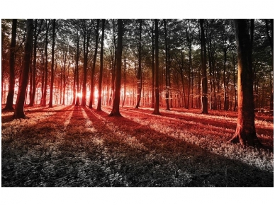 FOR WALL fototapetai 2227VE XXXL