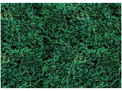 FOR WALL fototapetai 2623VE XXXL