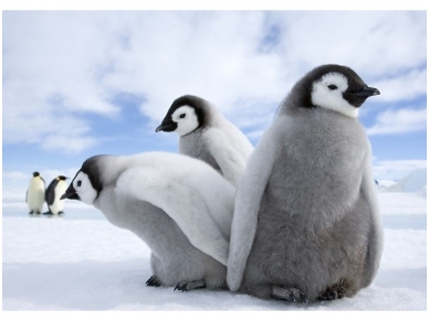 FOR WALL fototapetai 2727VE XXL FOR WALL fototapetai 2727VE XXL