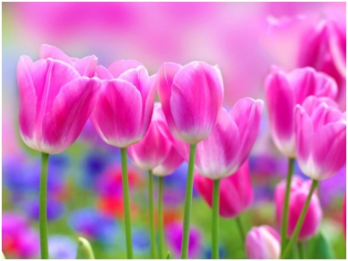 FOR WALL fototapetai 0273VE XXXL