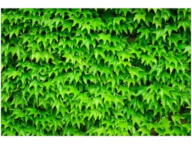 FOR WALL fototapetai 0279VE XXL