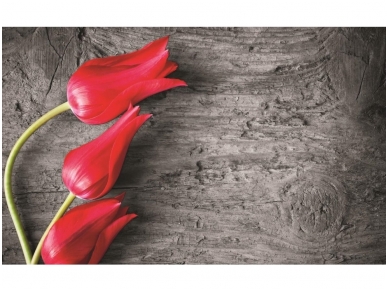 FOR WALL fototapetai 0282VE XL