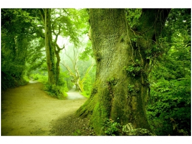 FOR WALL fototapetai 0290VE XXXL