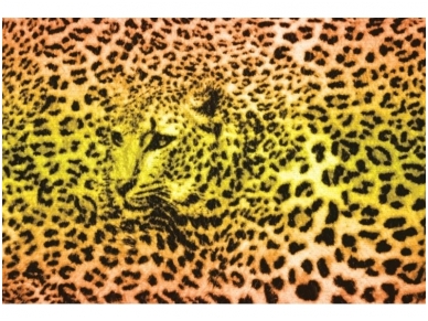 FOR WALL fototapetai 0296VE XXL