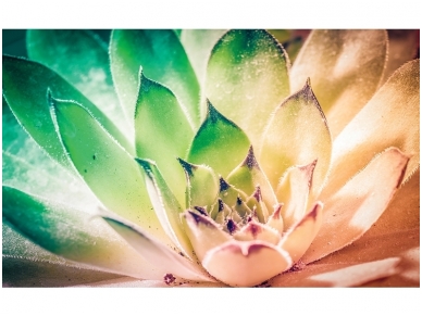 FOR WALL fototapetai 3117VE XXL