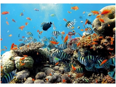 FOR WALL fototapetai 04-005VE XXL FOR WALL fototapetai 04-005VE XXL