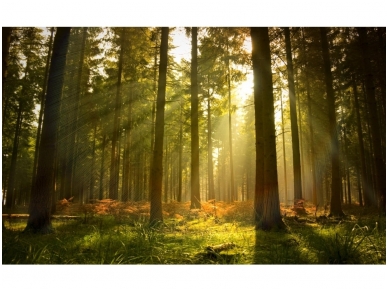 FOR WALL fototapetai 0576VE P4