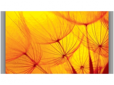 FOR WALL fototapetai 0583VE XXXL