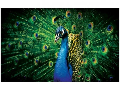 FOR WALL fototapetai 0630VE XXL FOR WALL fototapetai 0630VE XXL