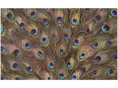 FOR WALL fototapetai 0645VE XL