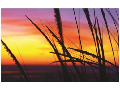 FOR WALL fototapetai 0650VE P4
