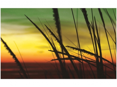 FOR WALL fototapetai 0651VE P4 FOR WALL fototapetai 0651VE P4