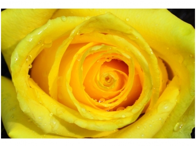 FOR WALL fototapetai 0661VE XXL FOR WALL fototapetai 0661VE XXL