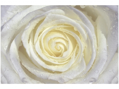 FOR WALL fototapetai 0663VE P8
