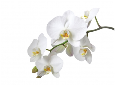 FOR WALL fototapetai 0737VE XXL FOR WALL fototapetai 0737VE XXL