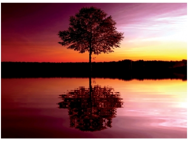 FOR WALL fototapetai 08-007VE P4