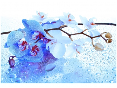 FOR WALL fototapetai 0872VE XXXL