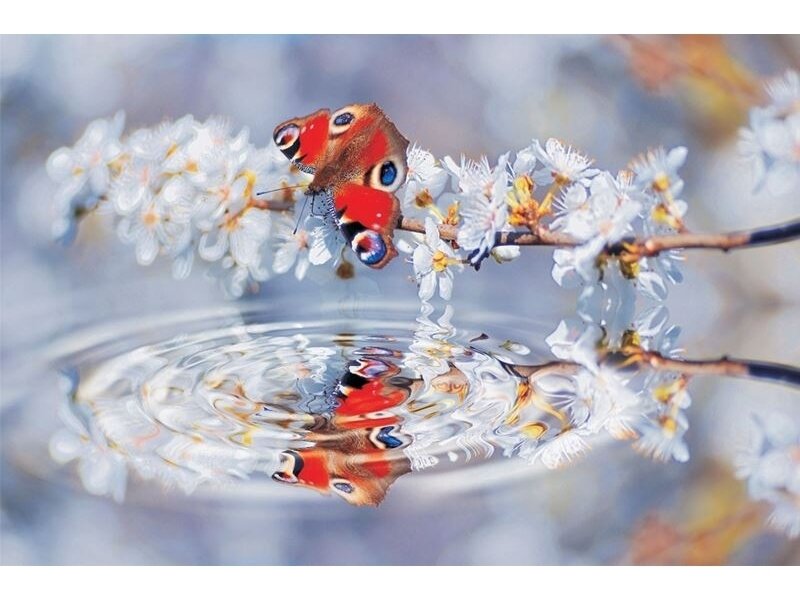 FOR WALL fototapetai 0013VE XXL