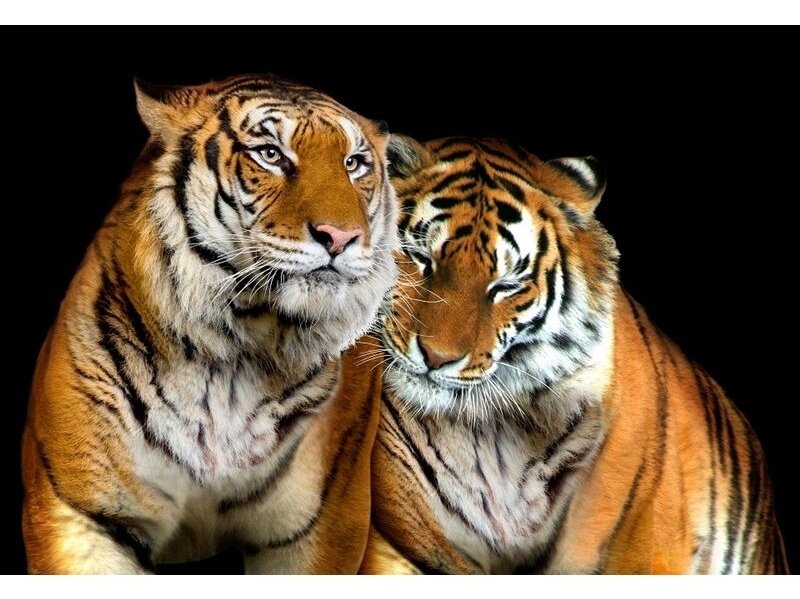 FOR WALL fototapetai 0130VE XXL FOR WALL fototapetai 0130VE XXL