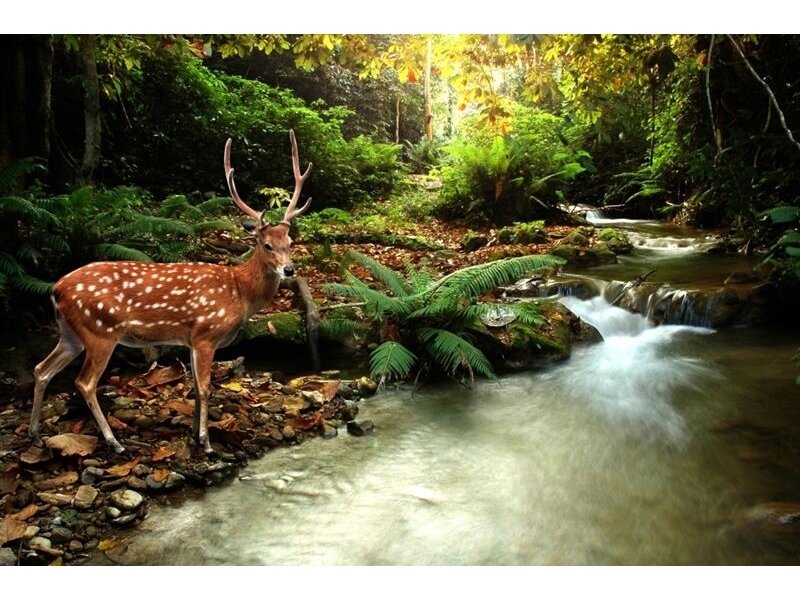 FOR WALL fototapetai 0147VE XXL FOR WALL fototapetai 0147VE XXL