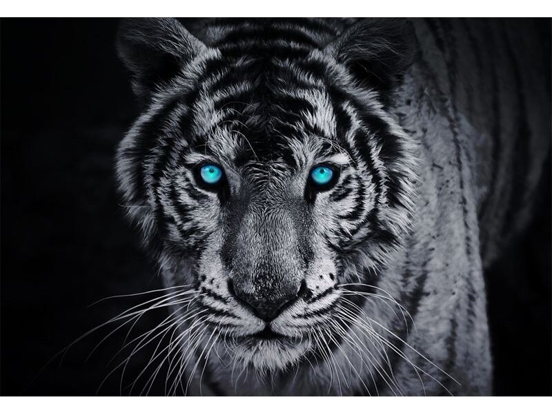 FOR WALL fototapetai 0153VE XXL