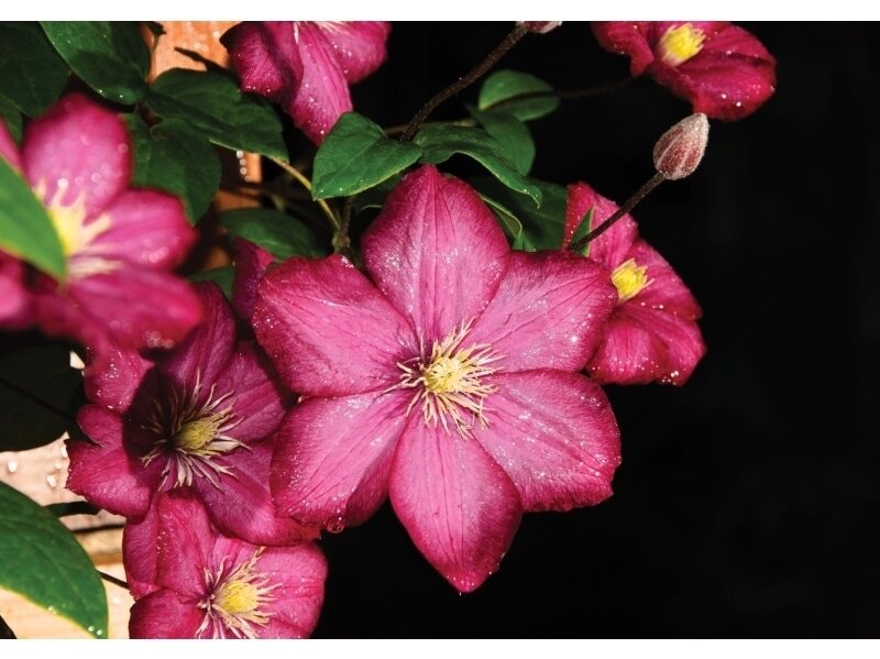 FOR WALL fototapetai 1556VE L