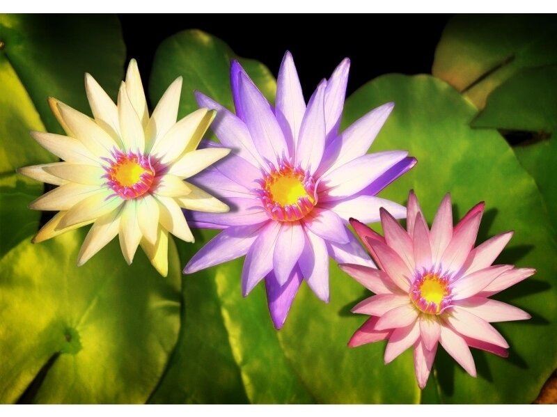 FOR WALL fototapetai 1558VE XXL