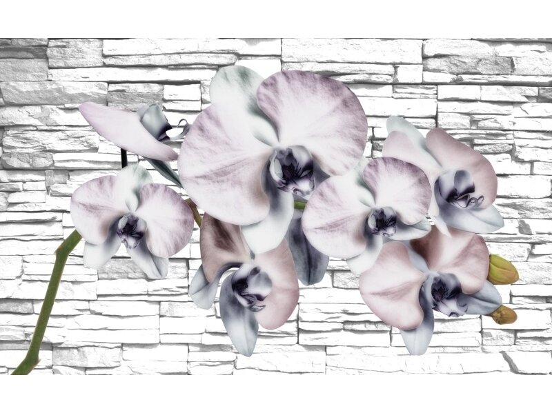 FOR WALL fototapetai 1605VE XXXL