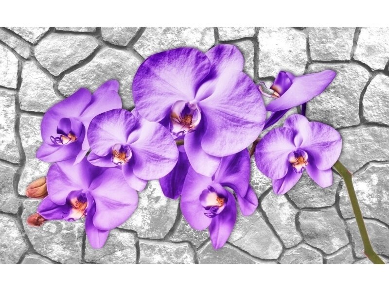 FOR WALL fototapetai 1606VE XL FOR WALL fototapetai 1606VE XL
