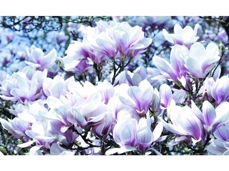 FOR WALL fototapetai 1618VE P4