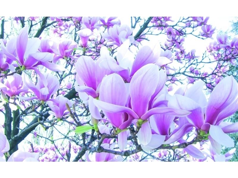 FOR WALL fototapetai 1619VE M