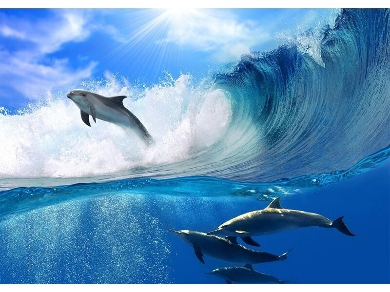 FOR WALL fototapetai 0188VE XXL