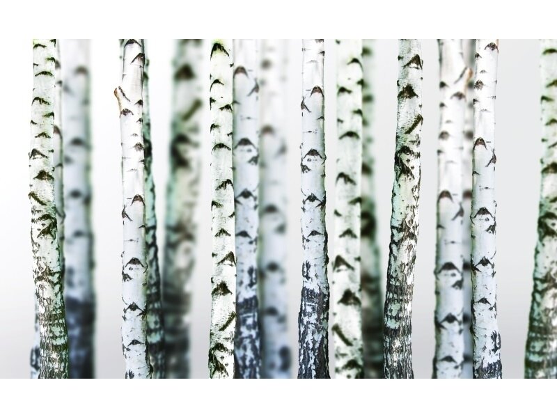 FOR WALL fototapetai 1970VE P4
