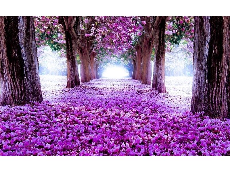 FOR WALL fototapetai 2379VE XXXL