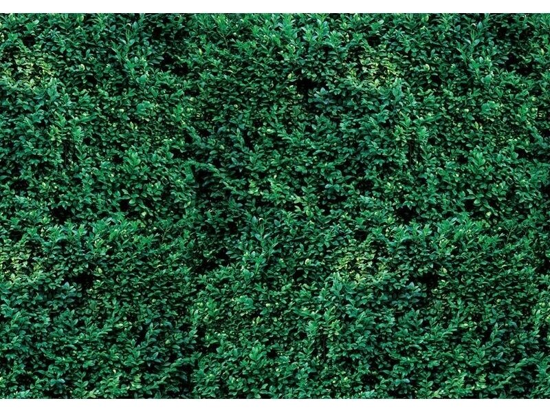 FOR WALL fototapetai 2623VE XXXL