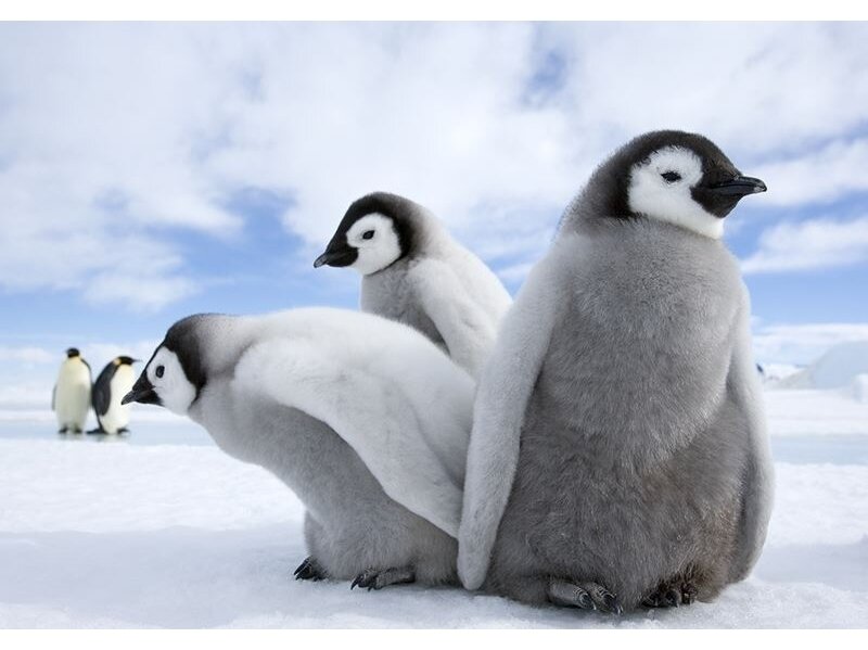 FOR WALL fototapetai 2727VE XXL