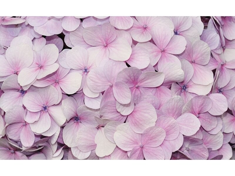 FOR WALL fototapetai 3103VE XXXL