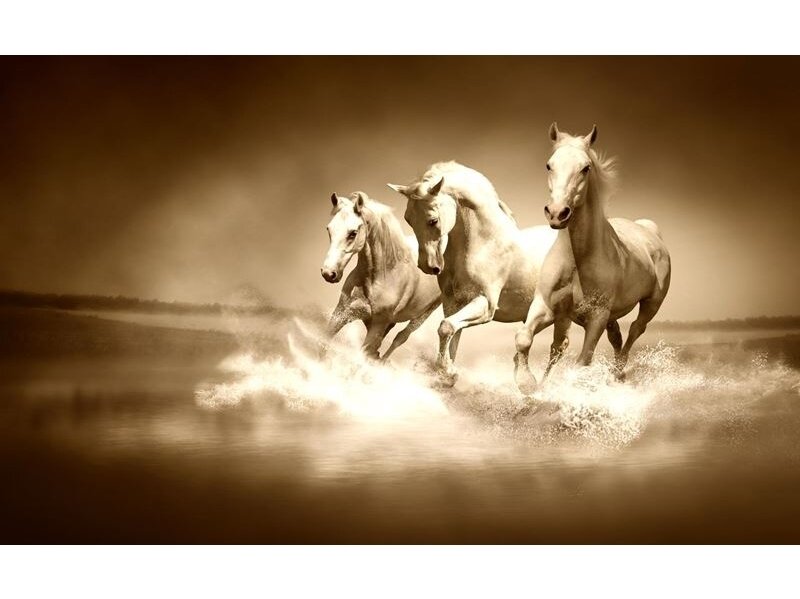FOR WALL fototapetai 0427VE P8 FOR WALL fototapetai 0427VE P8