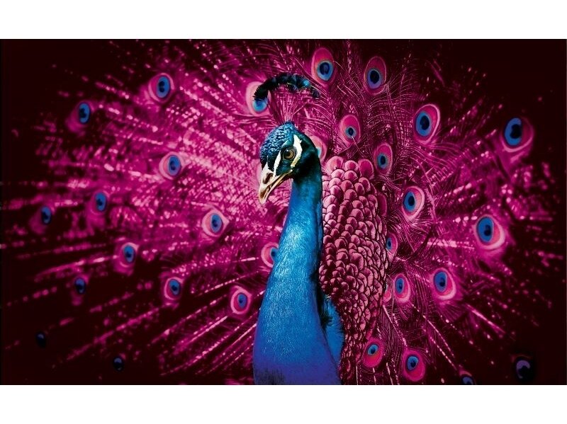 FOR WALL fototapetai 0632VE XXL FOR WALL fototapetai 0632VE XXL