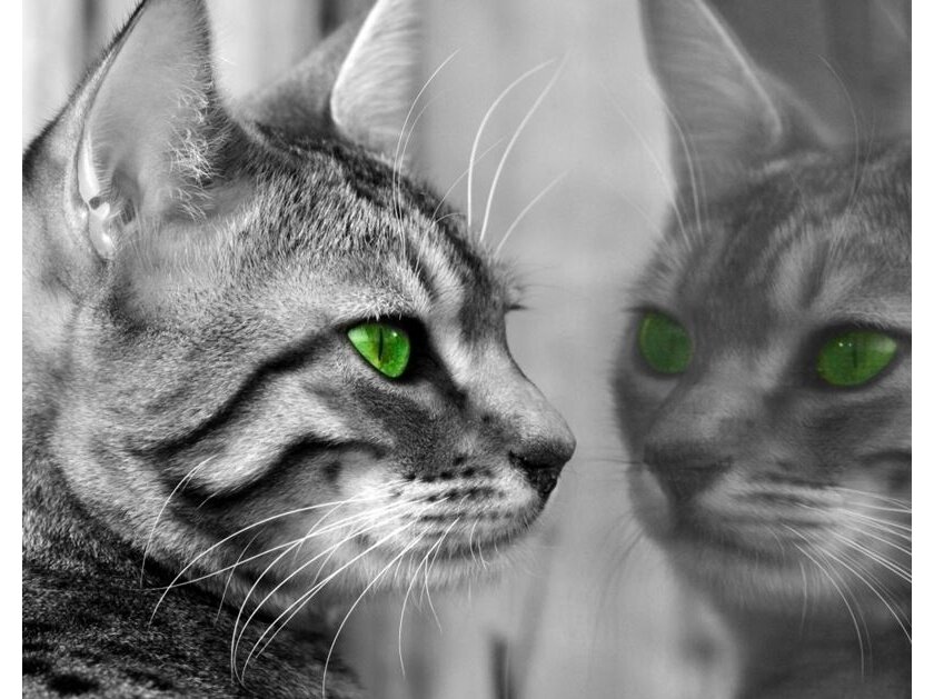 FOR WALL fototapetai 0139VE XXL FOR WALL fototapetai 0139VE XXL