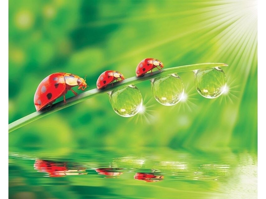 FOR WALL fototapetai 0121VE XXL