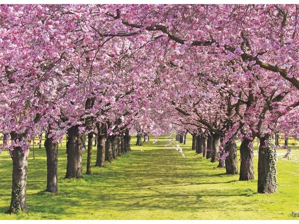 FOR WALL fototapetai 0010VE L