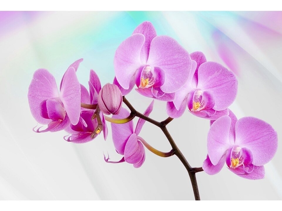 FOR WALL fototapetai 0116VE XXL