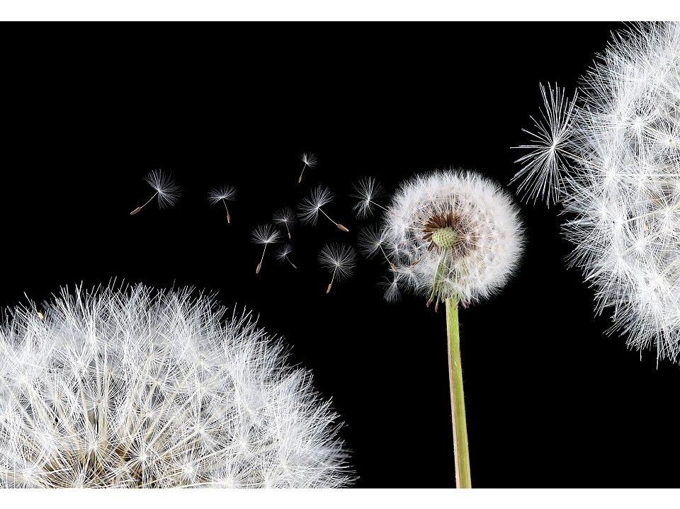 FOR WALL fototapetai 0125VE XXL