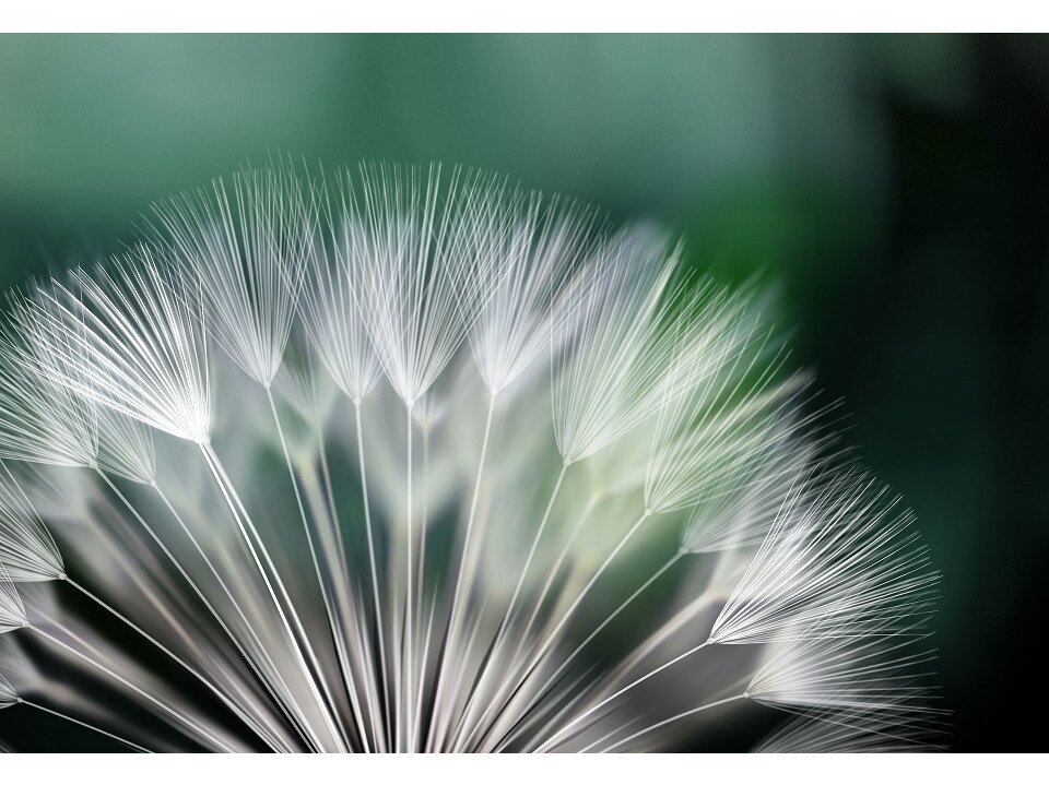 FOR WALL fototapetai 0131VE XXL FOR WALL fototapetai 0131VE XXL