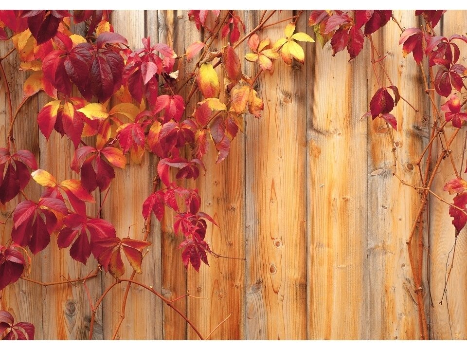 FOR WALL fototapetai 0189VE L