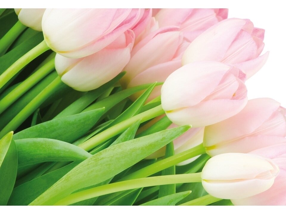 FOR WALL fototapetai 08-018VE XXL FOR WALL fototapetai 08-018VE XXL