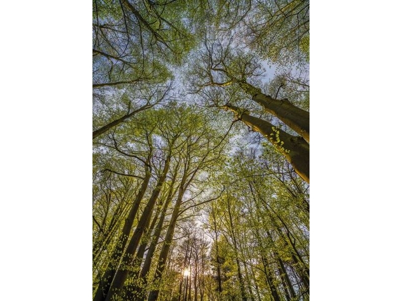 Komar Fototapetai 4 522 Canopy